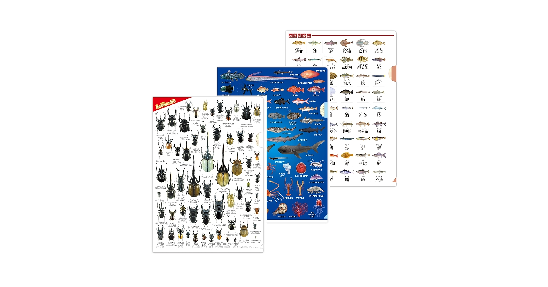 Amazon.co.jp: 【クリアファイル 3種 セット】ザ・アクセス 昆虫